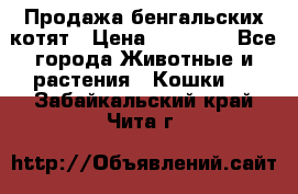 Продажа бенгальских котят › Цена ­ 20 000 - Все города Животные и растения » Кошки   . Забайкальский край,Чита г.